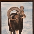 Moufflon, oil